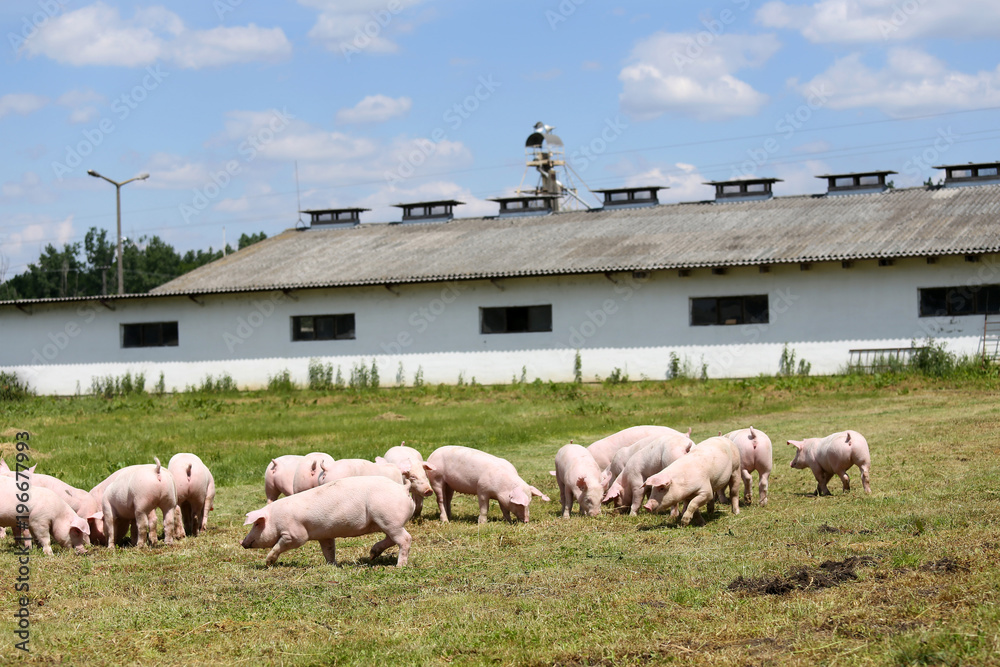 Fototapeta premium Piggies graze together on animal farm summertime