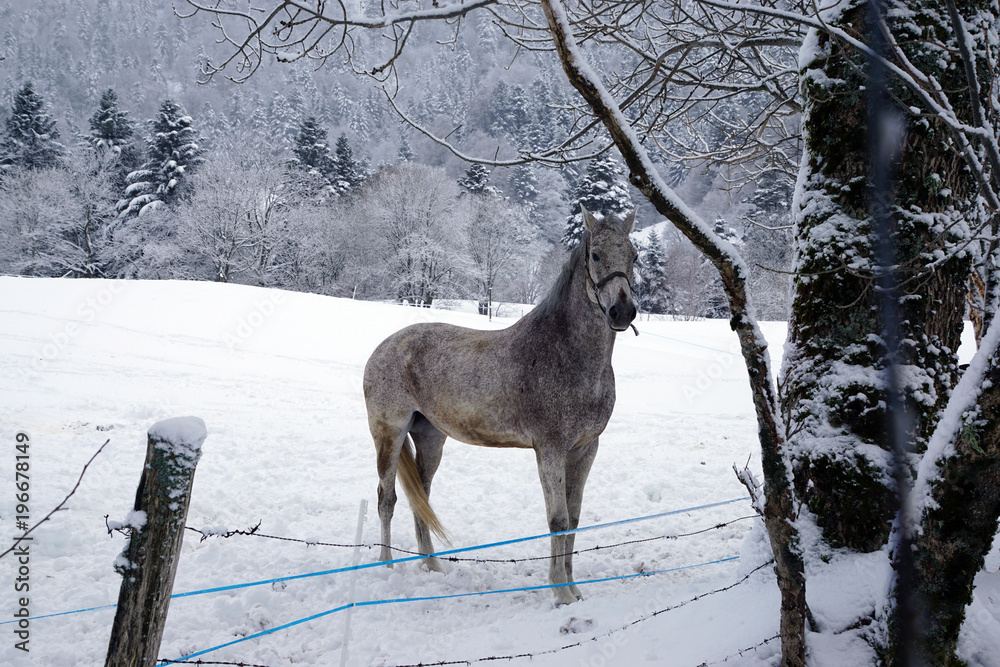 Cheval Blanc Et Brun Dans Une Prairie Sous La Neige Stock Photo Adobe Stock