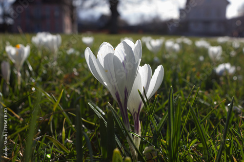 Fototapeta Naklejka Na Ścianę i Meble -  early spring flowers