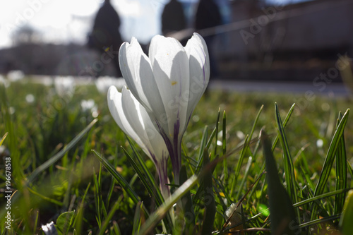 Fototapeta Naklejka Na Ścianę i Meble -  early spring flowers