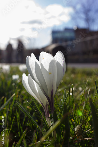 Fototapeta Naklejka Na Ścianę i Meble -  early spring flowers