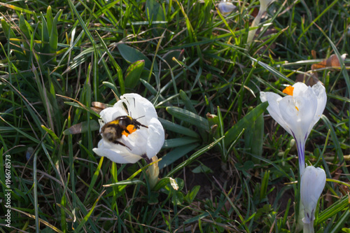 Fototapeta Naklejka Na Ścianę i Meble -  early spring flowers