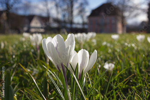 Fototapeta Naklejka Na Ścianę i Meble -  early spring flowers