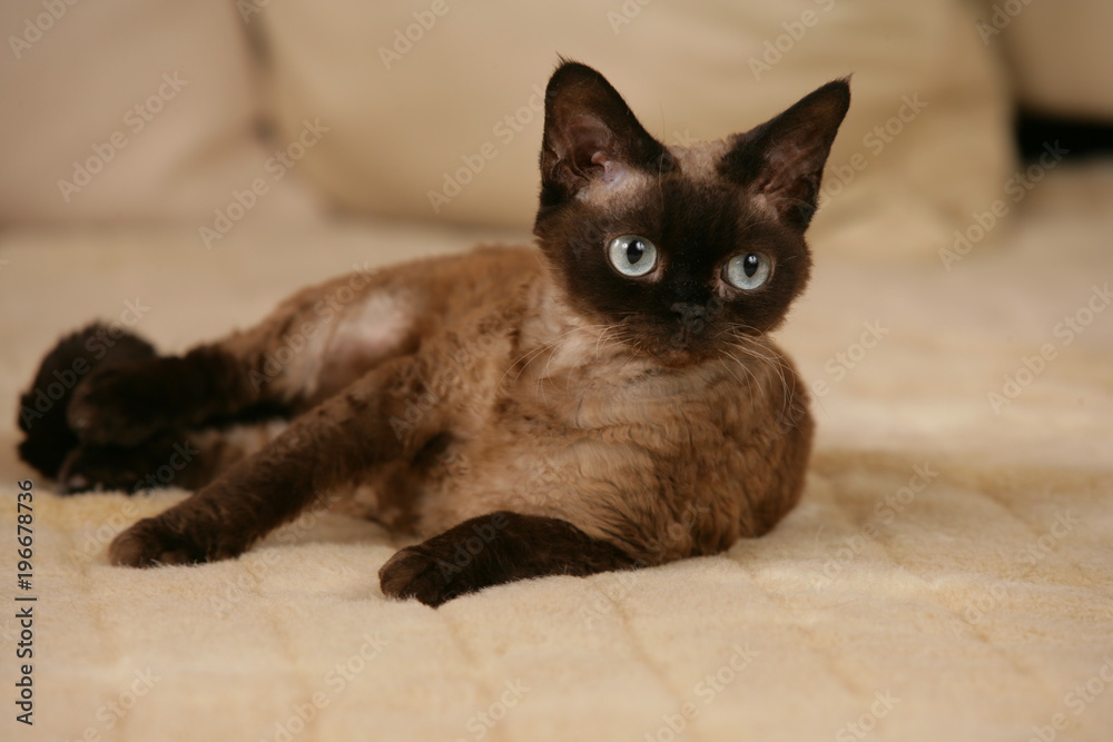 Devon Rex cat lying on a sofa