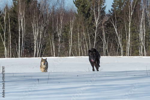Black Phase Grey Wolf (Canis lupus) and Another Run Forward Through Field