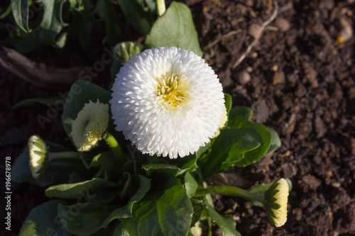 Fototapeta Naklejka Na Ścianę i Meble -  early spring flowers