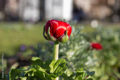 Fototapeta Naklejka Na Ścianę i Meble -  early spring flowers