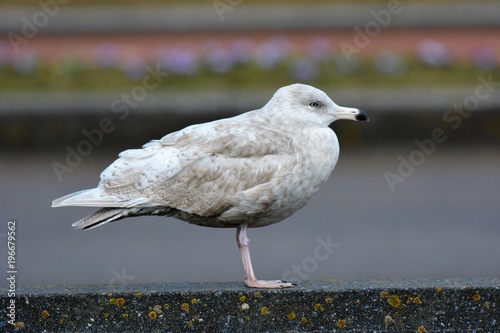 glaucous gull