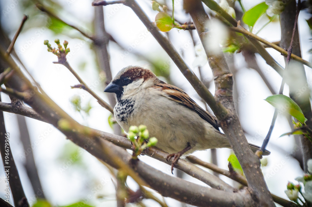 Garden Birds