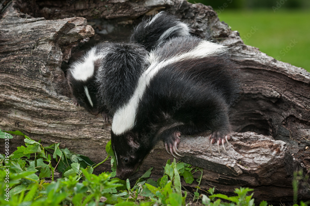 Naklejka premium Striped Skunk Doe (Mephitis mephitis) and Kit Look Down Log