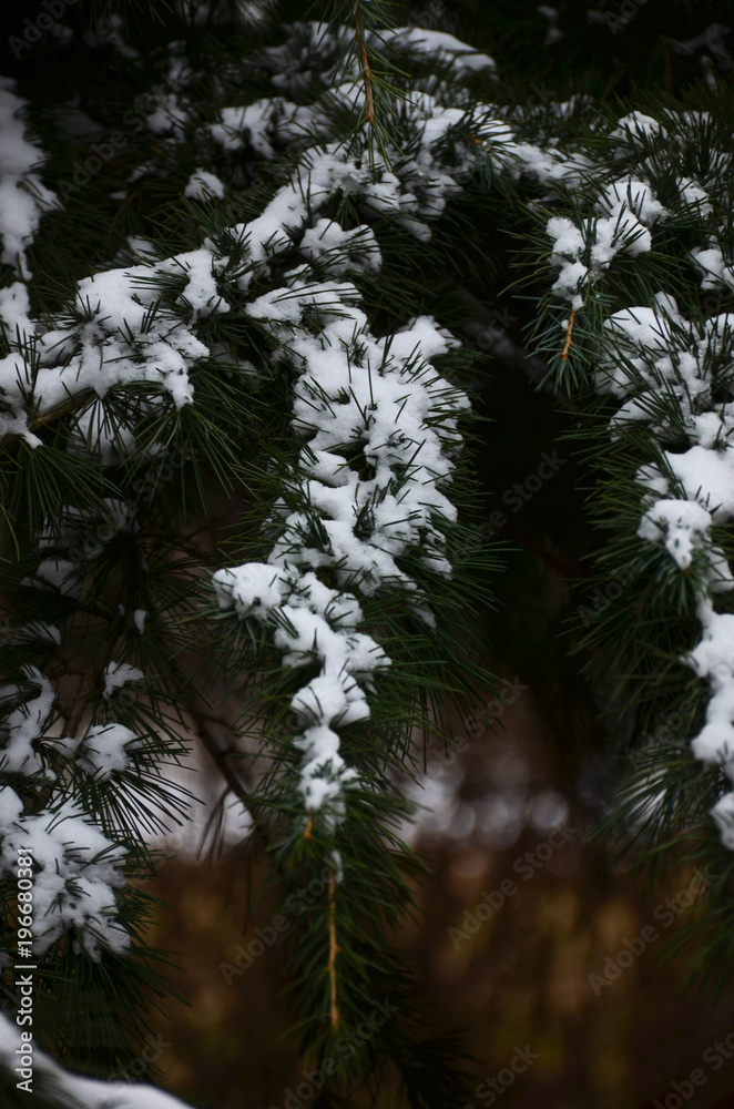 Winter background with snow-covered branches of blue spruce closeup.