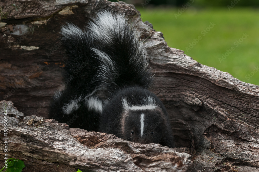 Striped Skunk Kit (Mephitis mephitis) Peeks Out Striped Skunk Kit (Mephitis mephitis) Peeks Out