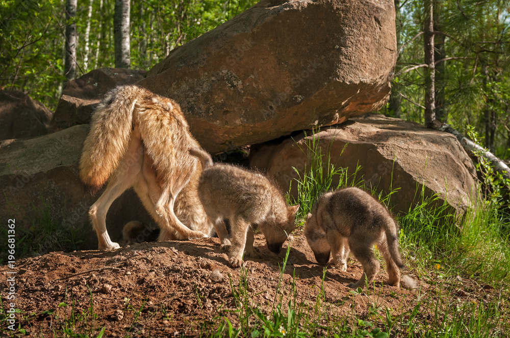 Naklejka premium Grey Wolf (Canis lupus) Mother and Pups Sniff Around Den