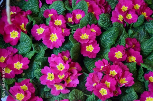 Fototapeta Naklejka Na Ścianę i Meble -  primule fucsia e gialle