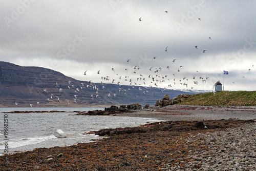 Flock of birds in Vigur island, Iceland