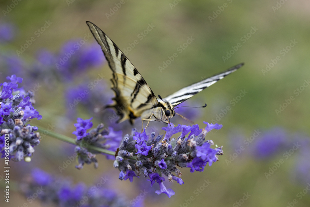 Scare Swallowtail (Iphidides podalirius) Butterfly Scare Swallowtail (Iphidides podalirius) Butterfly