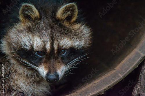 Raccoon in a barrel.