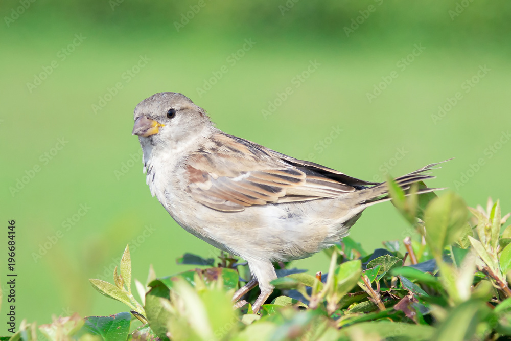 Sparrow bird on the bush on green background Sparrow bird on the bush on green background
