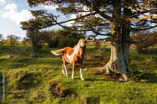Wild Pony
