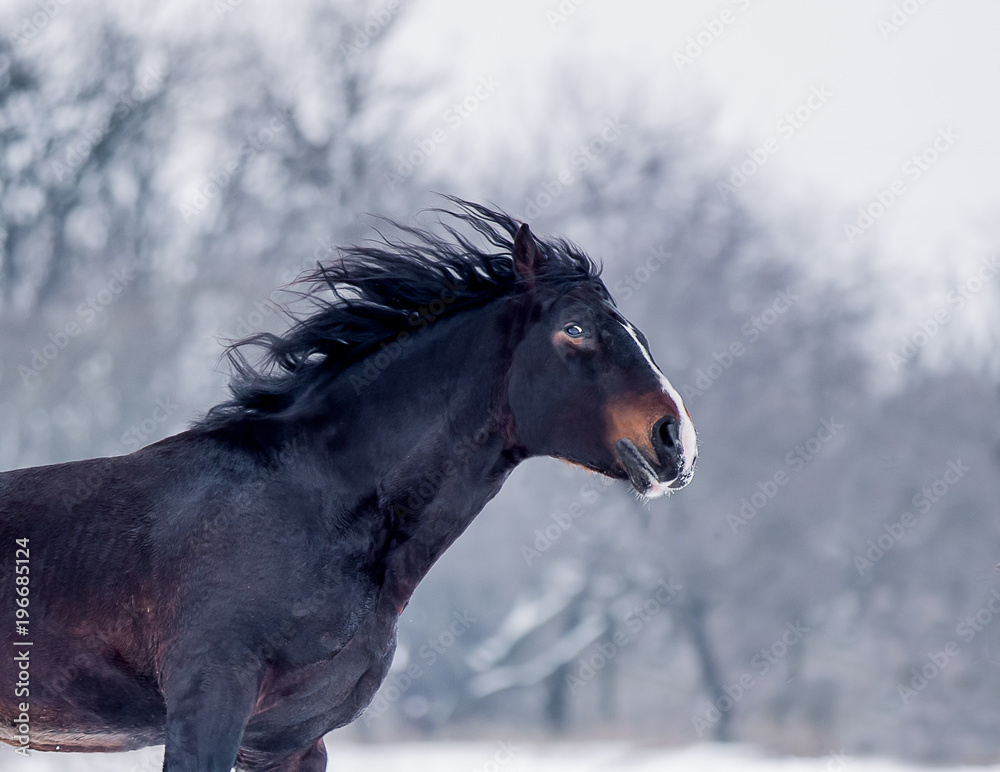 Heavy horse stallion to run freely on the snowfield