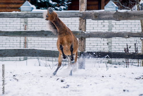 Red pony sports on snow in winter © Елизавета Мяловская