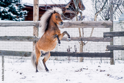 Red pony sports on snow in winter