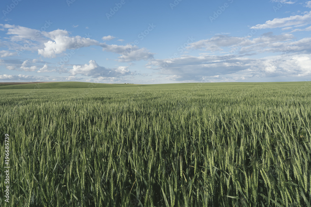 Field of freshly planted summer wheat, dusk Field of freshly planted summer wheat, dusk
