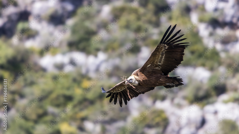 Fototapeta premium Vulture in flight in Casares Spain