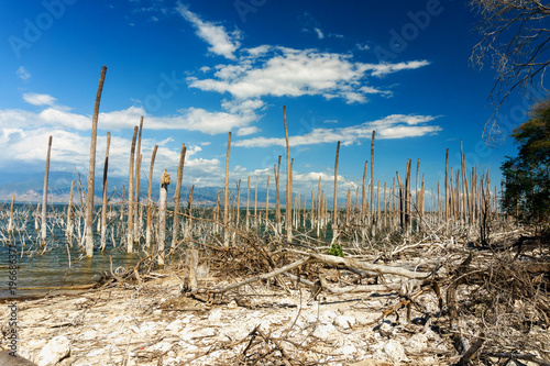 salt lake, the trunks of the trees without leaves in the water, Lake Enriquillo