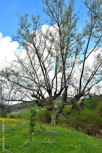 nature