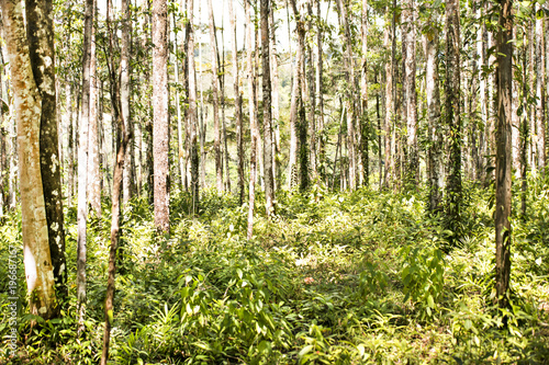 Fototapeta Naklejka Na Ścianę i Meble -  Beautiful, vegetation from the cloud-forests from Costa Rica.