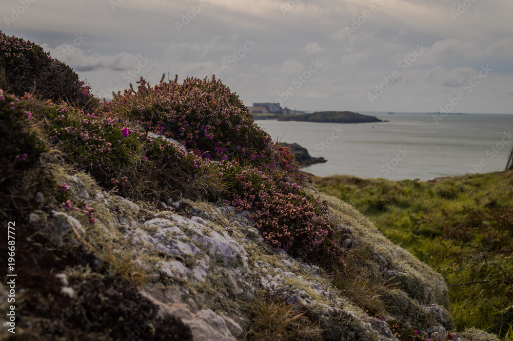 White rocks covered in lichen and beautiful purple Bell Heather overlooking the bay.