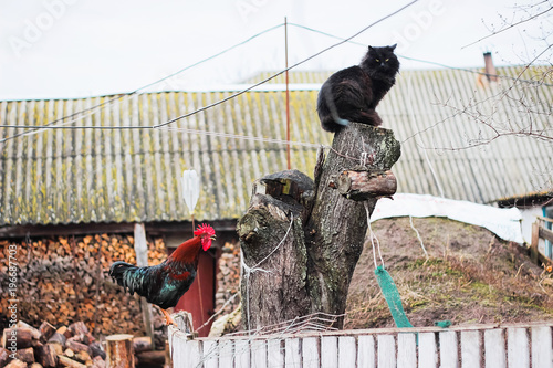 rustic multicolored rooster at fence and cat at stump