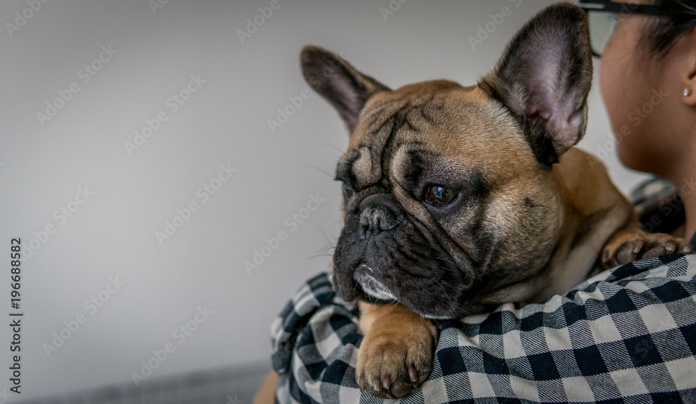 Person holding french bulldog with one paw showing