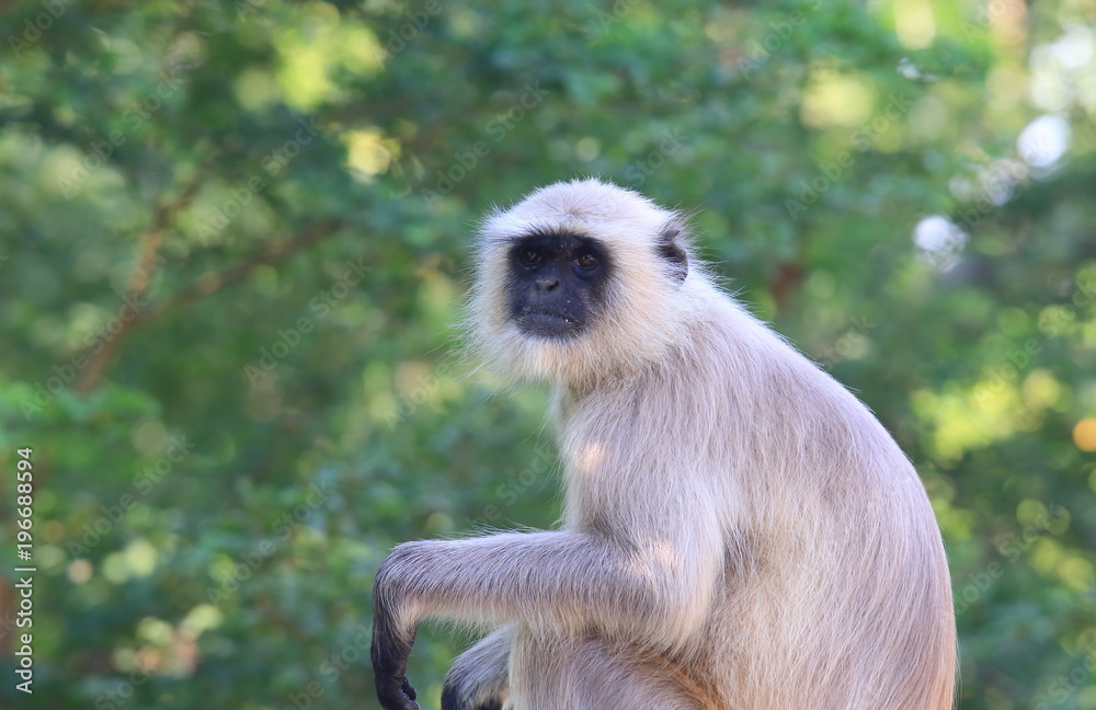 Wild monkey Udaipur India