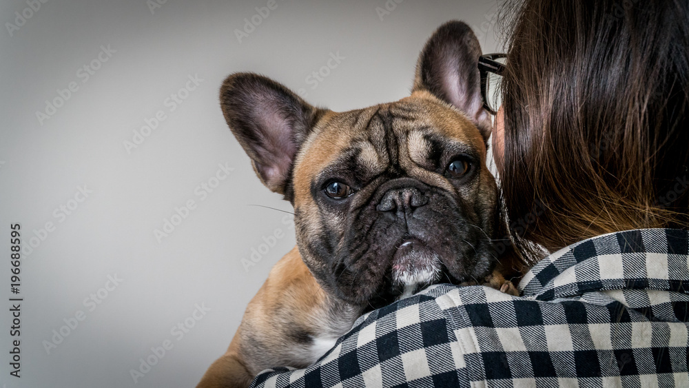 Person holding french bulldog