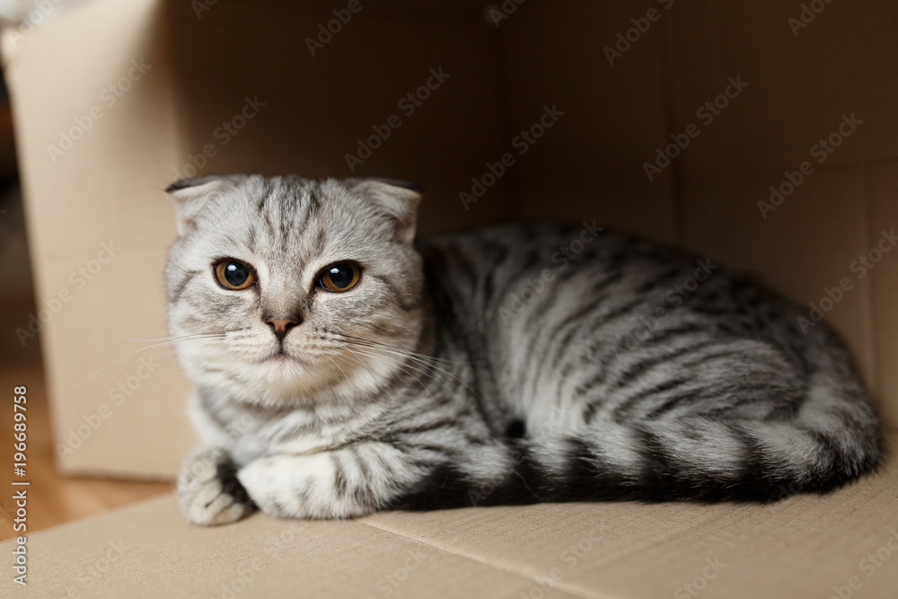 kitten sitting in a cardboard box