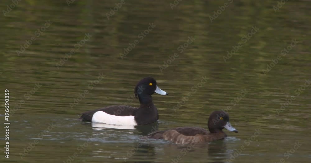Two tufted ducks on the water slow motion Two tufted ducks on the water slow motion