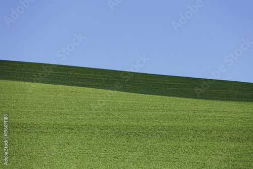 Field of freshly planted wheat, shadow across horizon photo