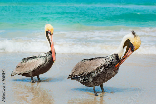 Pelican on the beach. Varadero, Cuba
