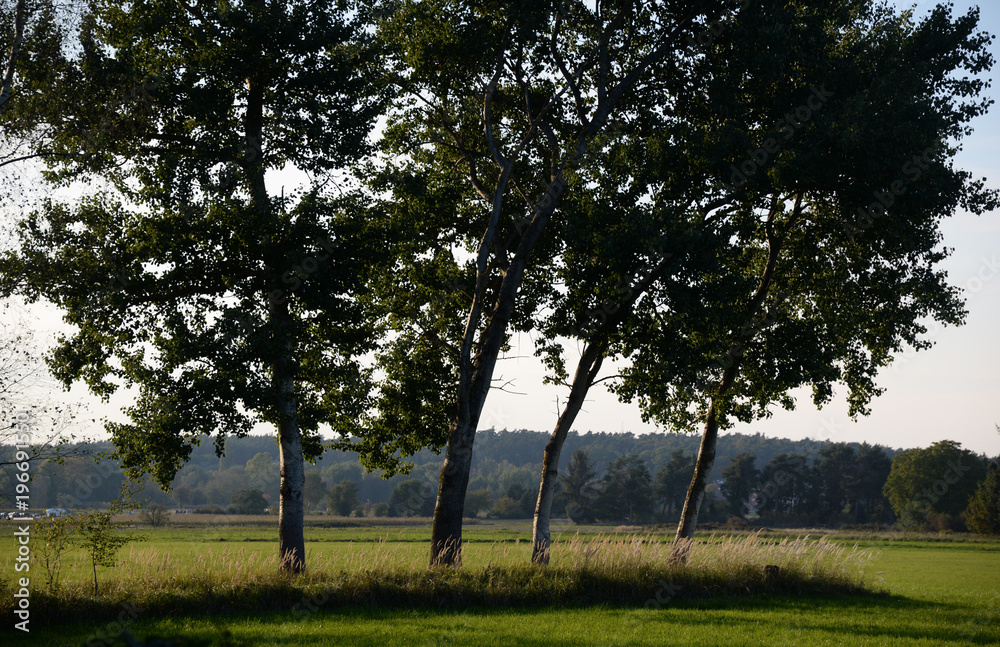 Obraz premium Baumreihe