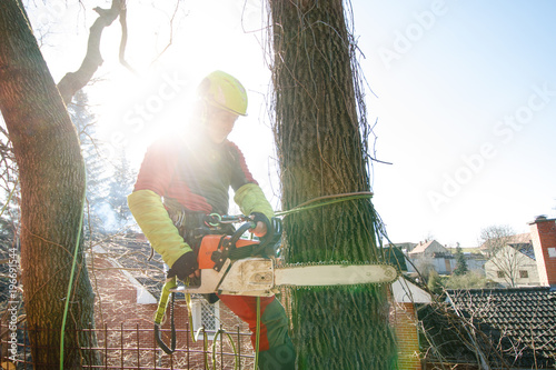 Arborist man cutting a branches with chainsaw and throw on a ground. The worker with helmet working at height on the trees. Lumberjack working with chainsaw during a nice sunny day. Tree and nature 