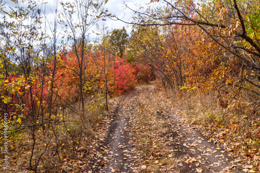 Beautiful autumn landscape - road covered with fallen leaves, north-east of Ukraine.