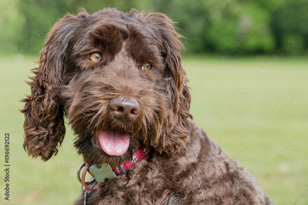 labradoodle labradoodle