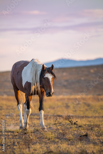 Fototapeta Naklejka Na Ścianę i Meble -  Wild Horse Stallion at Susnet