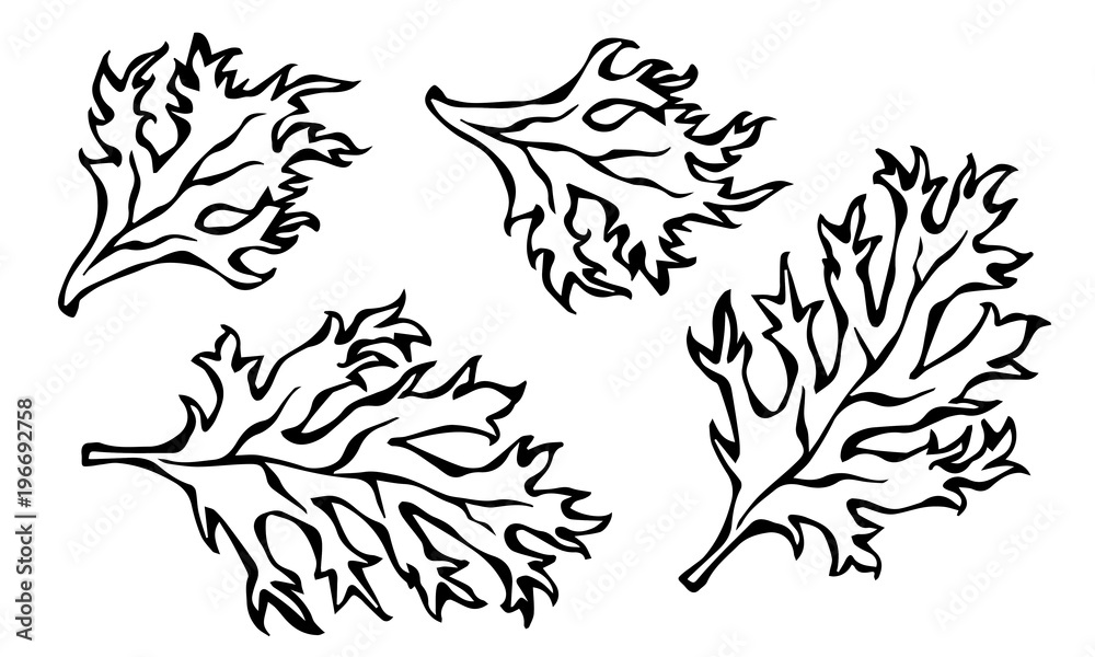 Set of Green Curley Parsley Leaves. Background With Aromatic Herb. Fresh Cooking Salad Ingredient. Hand Drawn Illustration. Savoyar Doodle Style. Set of Green Curley Parsley Leaves. Background With Aromatic Herb. Fresh Cooking Salad Ingredient. Hand Drawn Illustration. Savoyar Doodle Style.
