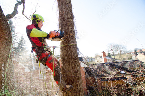 Arborist man cutting a branches with chainsaw and throw on a ground. The worker with helmet working at height on the trees. Lumberjack working with chainsaw during a nice sunny day. Tree and nature 