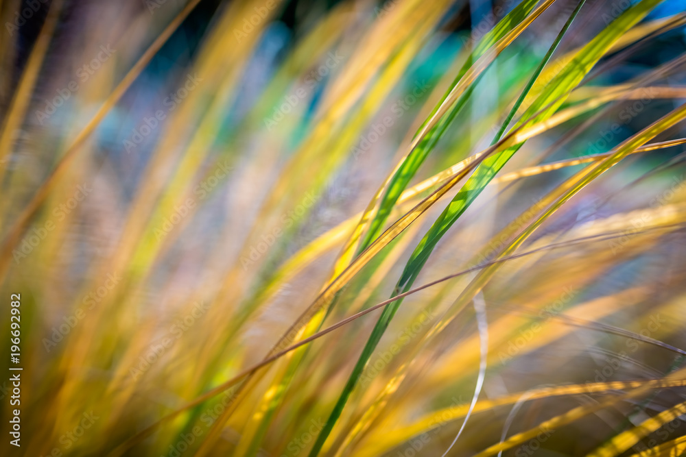 Closeup of spring yellow grass Closeup of spring yellow grass