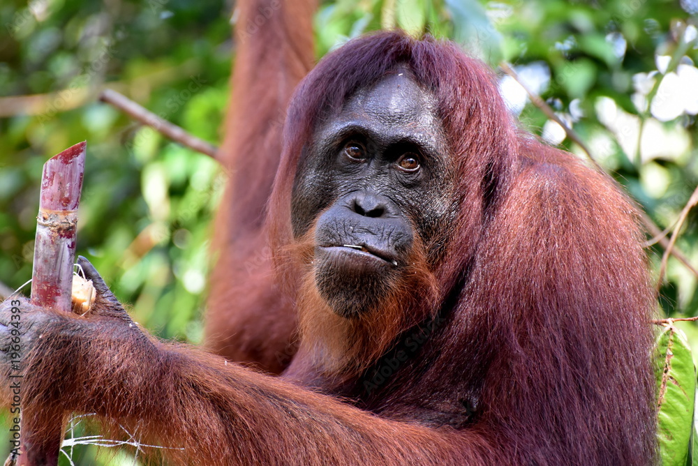 Orangutan - Borneo - Indonesia