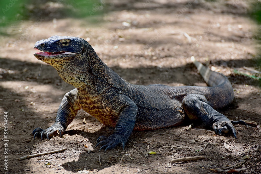 Obraz premium Smok z Komodo, Indonezja